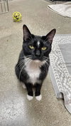 Sylvester - Photo 3