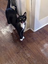 Sylvester - Photo 4