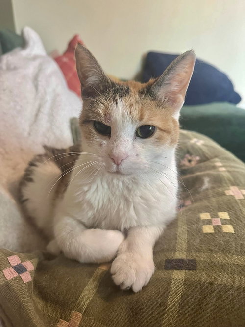 Missus, Senior Domestic Short Hair, cat for adoption in Des Plaines, Illinois