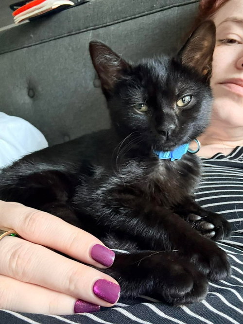 Raptor, an adoptable Domestic Short Hair in Palatine, IL