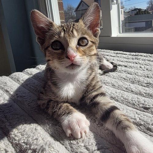 Dobby, an adoptable Domestic Short Hair in Palatine, IL