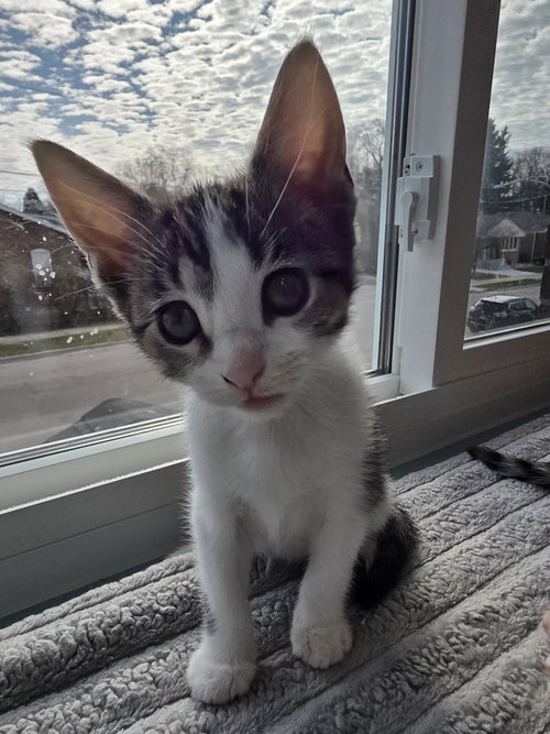 Dixie, Baby Domestic Short Hair, cat for adoption in Tinley Park, Illinois