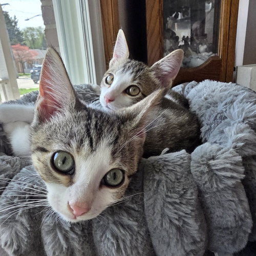 Darla, an adoptable Domestic Short Hair in Palatine, IL