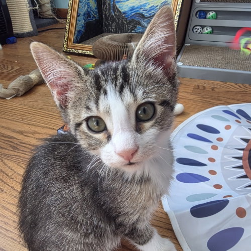 Dewey, Baby Domestic Short Hair, cat for adoption in Tinley Park, Illinois