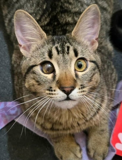 Montero, an adoptable Domestic Short Hair in Palatine, IL