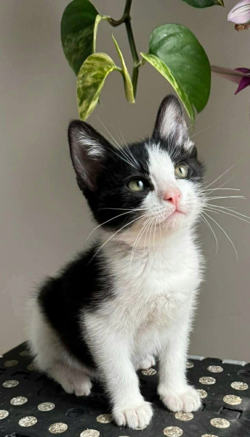 Chess, Explorer of the Forbidden Drawer, an adoptable Domestic Short Hair in Palatine, IL