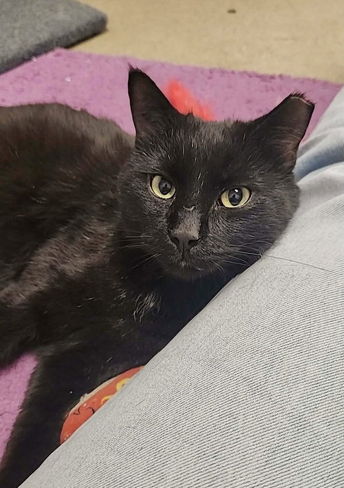 Pantera, Young Domestic Short Hair, cat for adoption in Tinley Park, Illinois