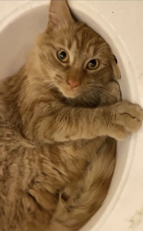 Miller, an adoptable Domestic Long Hair in Palatine, IL