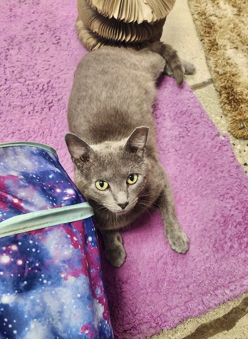 Hopper, Adult Russian Blue / Domestic Short Hair, cat for adoption in Tinley Park, Illinois
