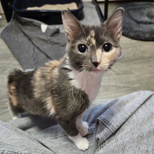 Canary, an adoptable Domestic Short Hair in Palatine, IL