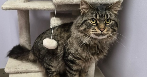 Winston (aka Thimble), an adoptable Maine Coon in Palatine, IL