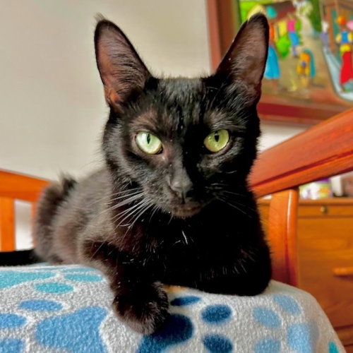 Sonora (aka Midnight)