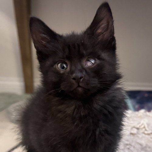 Bambino