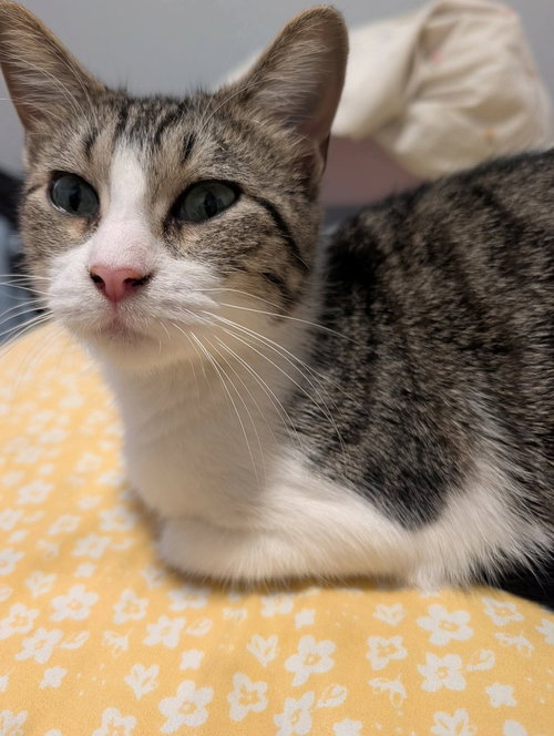 Layla, an adoptable Domestic Short Hair in Palatine, IL