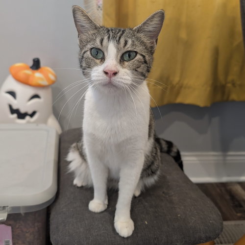 Layla, Baby Domestic Short Hair, cat for adoption in Tinley Park, Illinois