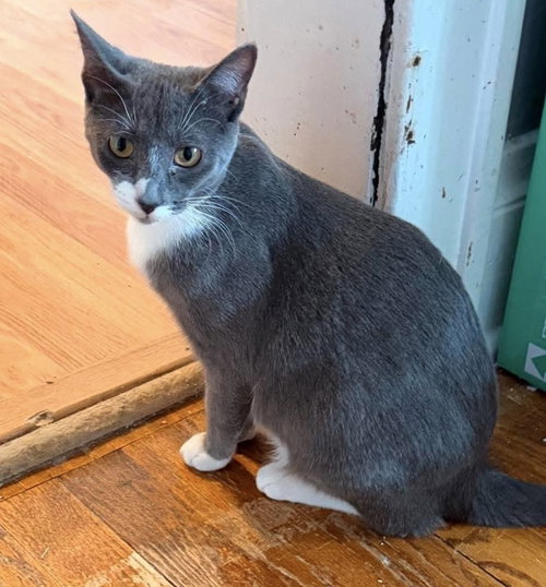 Sophia, an adoptable Domestic Short Hair in Palatine, IL