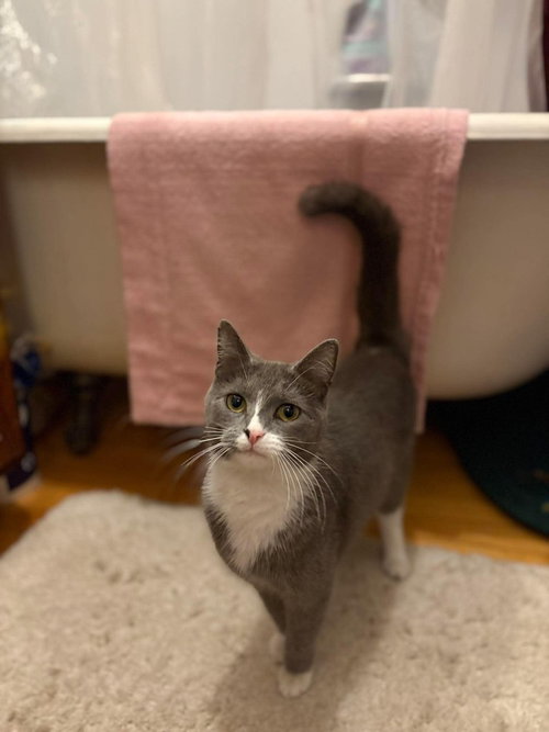 Florence, an adoptable Domestic Short Hair in Palatine, IL