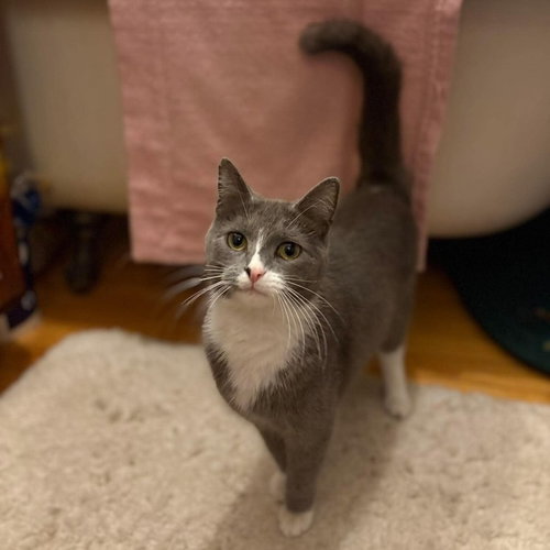 Florence, Baby Domestic Short Hair, cat for adoption in Des Plaines, Illinois