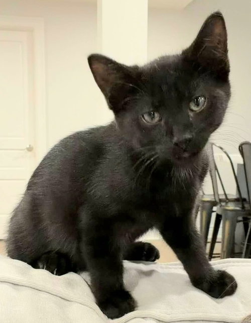 Ember, Baby Domestic Short Hair, cat for adoption in Des Plaines, Illinois
