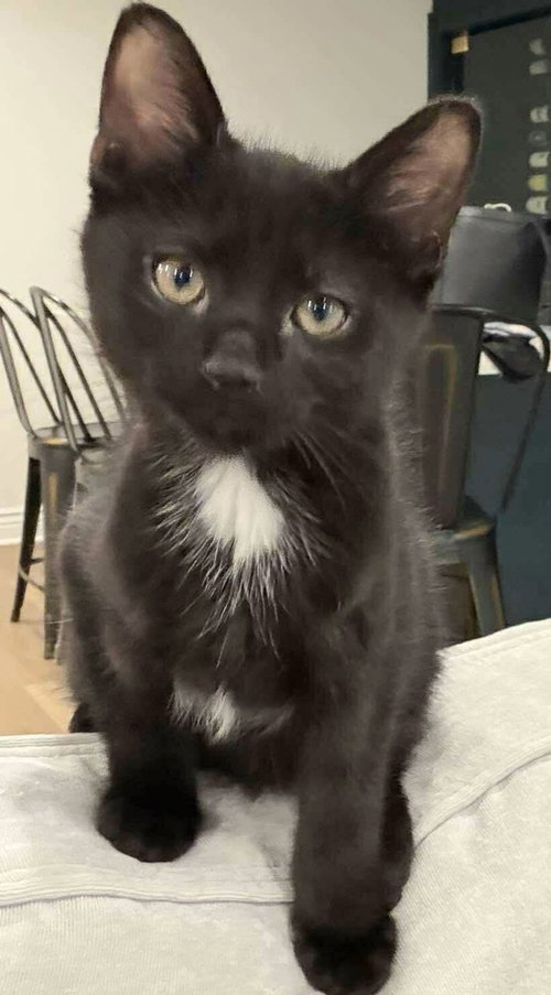 Ash, an adoptable Domestic Short Hair in Palatine, IL