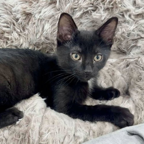 Ash, Baby Domestic Short Hair, cat for adoption in Des Plaines, Illinois