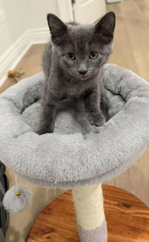 Cinder, an adoptable Domestic Short Hair in Palatine, IL