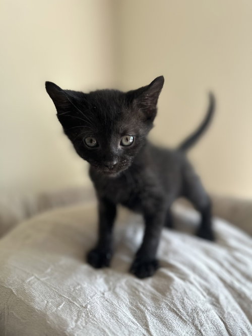 Gin, an adoptable Domestic Short Hair in Palatine, IL
