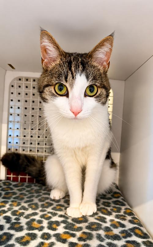 Teddy, Adult Domestic Short Hair, cat for adoption in Aurora, Illinois