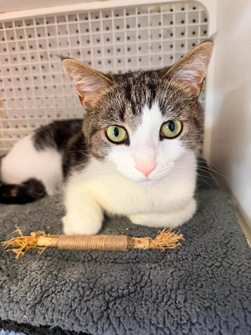 Teddy, Adult Domestic Short Hair, cat for adoption in Calumet City, Illinois