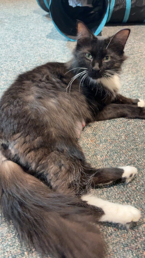 Lorelai, an adoptable Domestic Long Hair in Palatine, IL