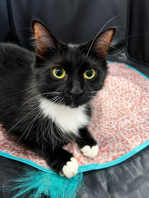 Lorelai, Young Domestic Long Hair, cat for adoption in Tinley Park, Illinois