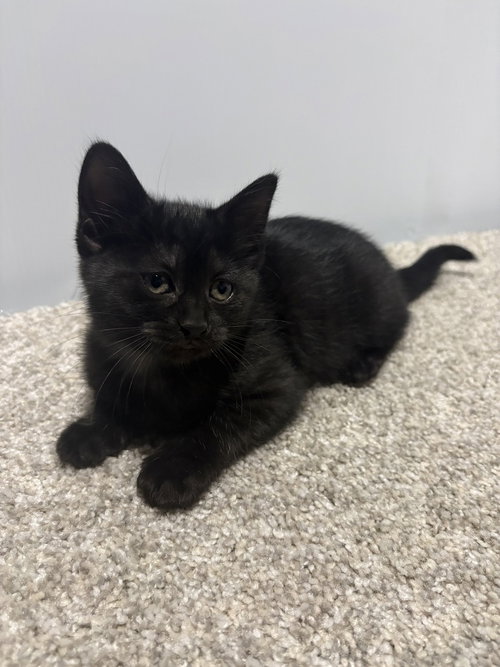 Jameson (Lorelai Kitten), an adoptable Domestic Short Hair in Palatine, IL