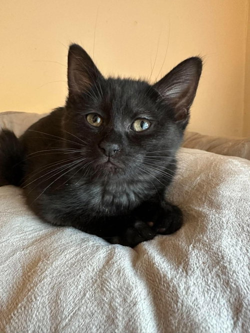 Jameson (Lorelai Kitten), Baby Domestic Short Hair, cat for adoption in Des Plaines, Illinois