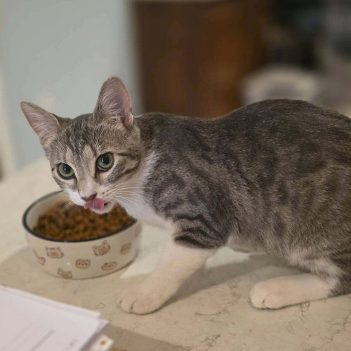 Adalyn, Baby Domestic Short Hair, cat for adoption in Des Plaines, Illinois