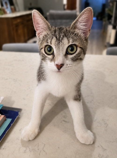 Adalyn, an adoptable Domestic Short Hair in Palatine, IL