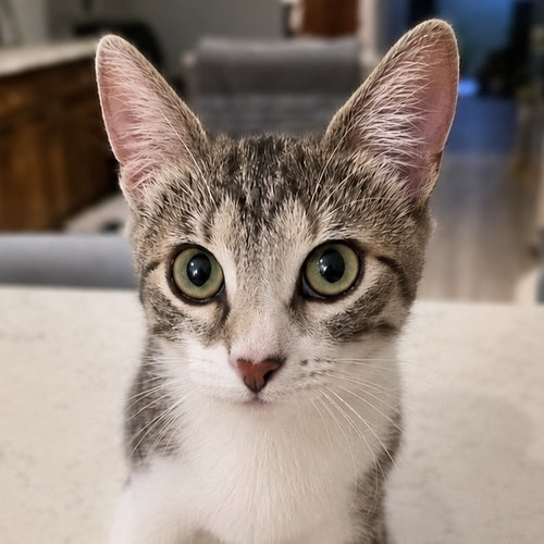 Adalyn, a cat for adoption from Forever Fortunate Felines