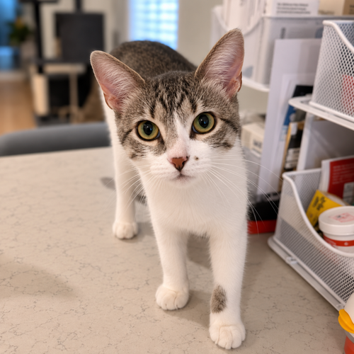 Apple, a cat for adoption from Forever Fortunate Felines