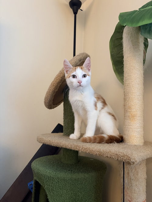 ThunderROARus (Aka Cornbread), Baby Domestic Short Hair, cat for adoption in Calumet City, Illinois