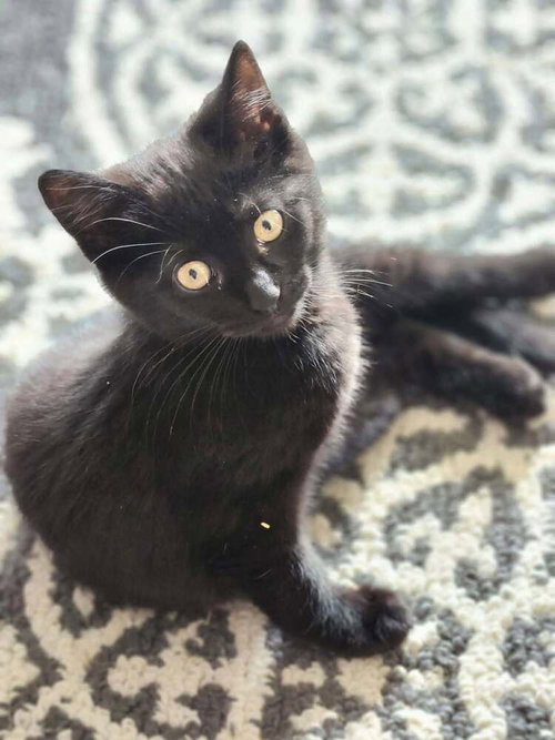 VooDoo, Baby Domestic Short Hair, cat for adoption in Des Plaines, Illinois