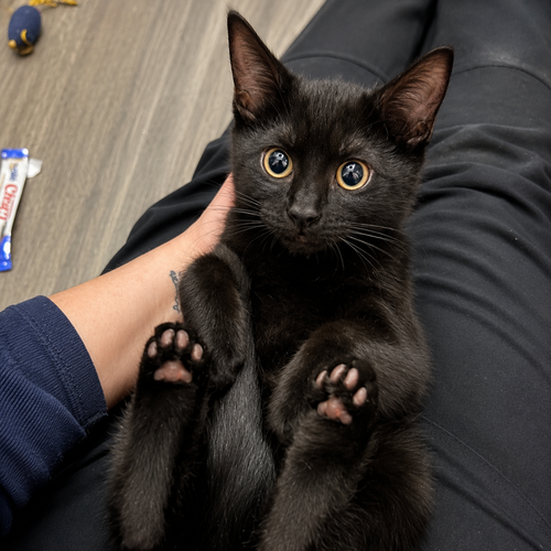Toothless, Baby Domestic Short Hair, cat for adoption in Calumet City, Illinois