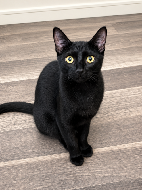 Shadow, Baby Domestic Short Hair, cat for adoption in Calumet City, Illinois