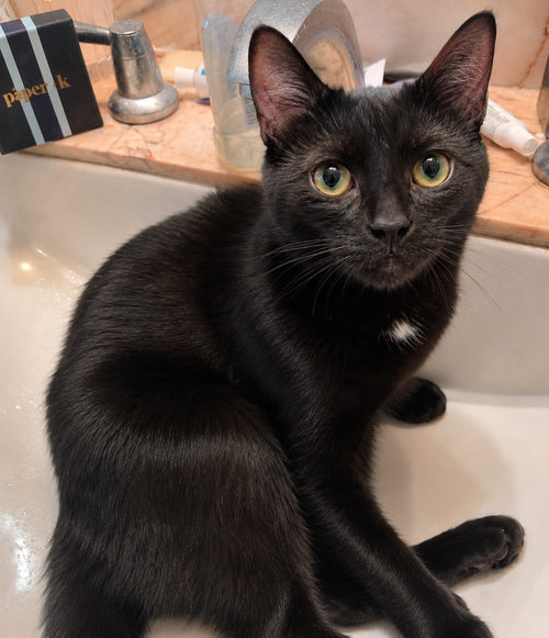 Puggie Bear, an adoptable Domestic Short Hair in Palatine, IL
