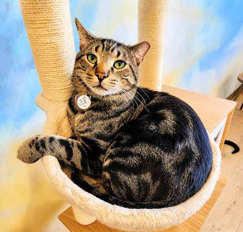 Dax, Young Domestic Short Hair, cat for adoption in Des Plaines, Illinois