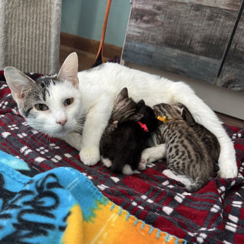 Delilah, an adoptable Domestic Short Hair in Palatine, IL