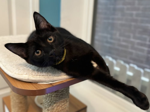 Mustard Only, Baby Domestic Short Hair, cat for adoption in Des Plaines, Illinois