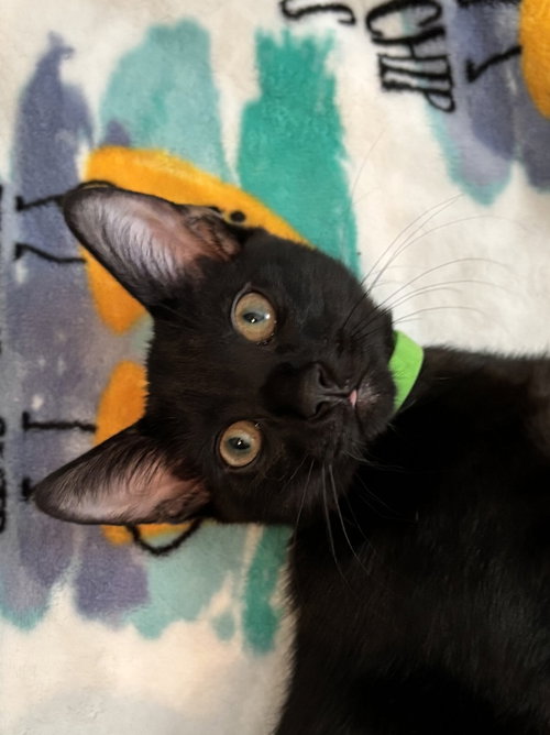 Neon Green Relish, Baby Domestic Short Hair, cat for adoption in Des Plaines, Illinois