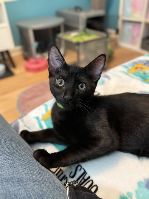 Neon Green Relish, Baby Domestic Short Hair, cat for adoption in Calumet City, Illinois