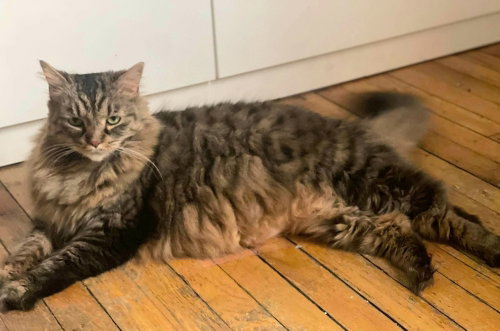 Stella, an adoptable Domestic Long Hair in Palatine, IL