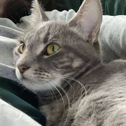 Sheba, an adoptable Domestic Short Hair in Palatine, IL