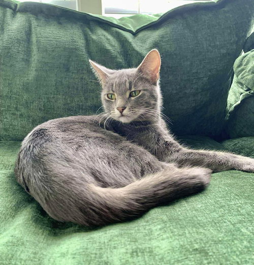 Sheba, Young Domestic Short Hair, cat for adoption in Des Plaines, Illinois
